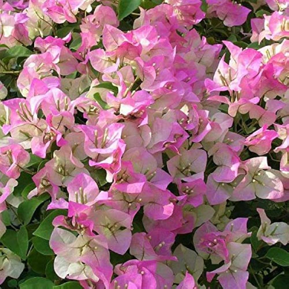 White Pink Bougainvillea Flower seeds for Planting Premium Quality Heirloom & GMO Free Seeds for Home Garden