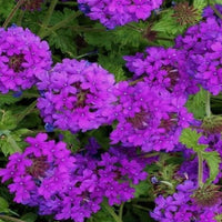 Purple Moss Verbena Seeds for Planting - Stunning Garden Ground Cover