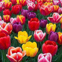 Yellow Pink Tulip Flower seeds for Planting - Premium Quality, Heirloom & GMO Free Seeds for Home Garden
