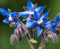 Borage Flower seeds for Planting Wildflower Mix Heirloom & GMO Free Seeds for Home Garden
 
 Sale