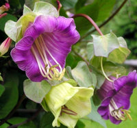 Cup & Saucer Flower seeds for Planting Wildflower Mix Heirloom & GMO Free Seeds for Home Garden