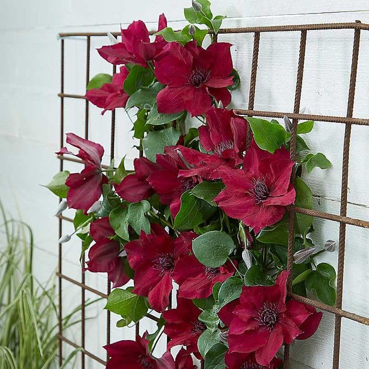 Light Red Clematis Flower seeds for Planting Bright Blooms Heirloom & GMO Free Seeds for Home Garden