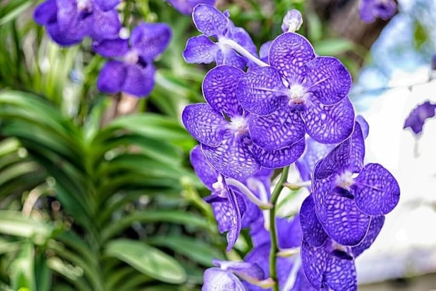 Mixed Cymbidium Orchid Flower seeds for Planting - Colorful Display, Heirloom & GMO Free Seeds for Home Garden