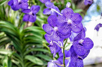 Mixed Cymbidium Orchid Flower seeds for Planting - Colorful Display, Heirloom & GMO Free Seeds for Home Garden