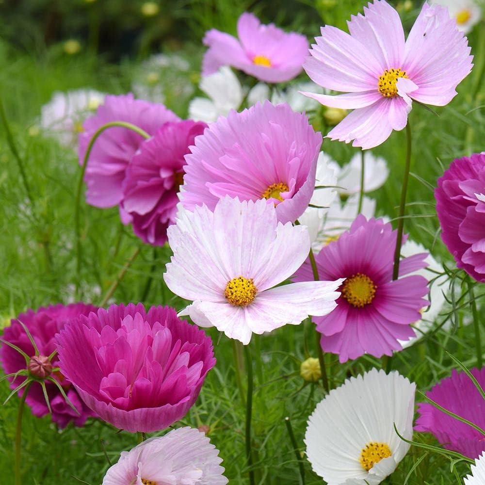 Sensation Pinkie Cosmos Drought Tolerant Annual Flower Seeds for Soft, Pink Blooms in Your Garden