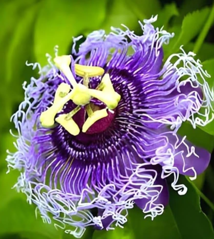 Purple Passiflora Edulis Seeds for Fruit Planting