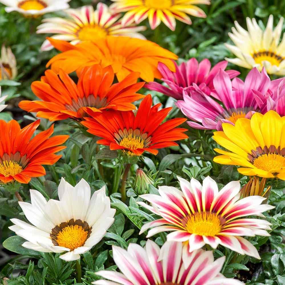 Gazania Red Orange Flower seeds for Planting - Wildflower Mix, Heirloom & GMO Free Seeds for Home Garden