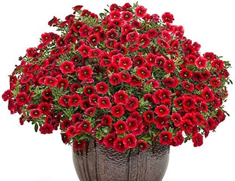 Red Calibrchoa Flower Seeds for Planting Perfect for Borders Heirloom & GMO Free Seeds for Home Garden
 
 Sale