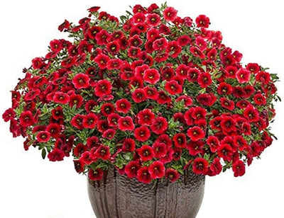 100 Pcs