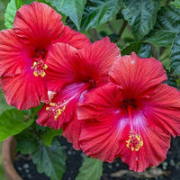 Red Purple Hibiscus Flower Seeds for Planting Cut Flower Favorite Heirloom & GMO Free Seeds for Home Garden
 
 Sale
