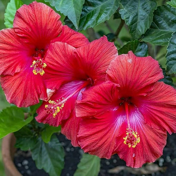 Red Purple Hibiscus Flower Seeds for Planting Cut Flower Favorite Heirloom & GMO Free Seeds for Home Garden
 
 Sale
