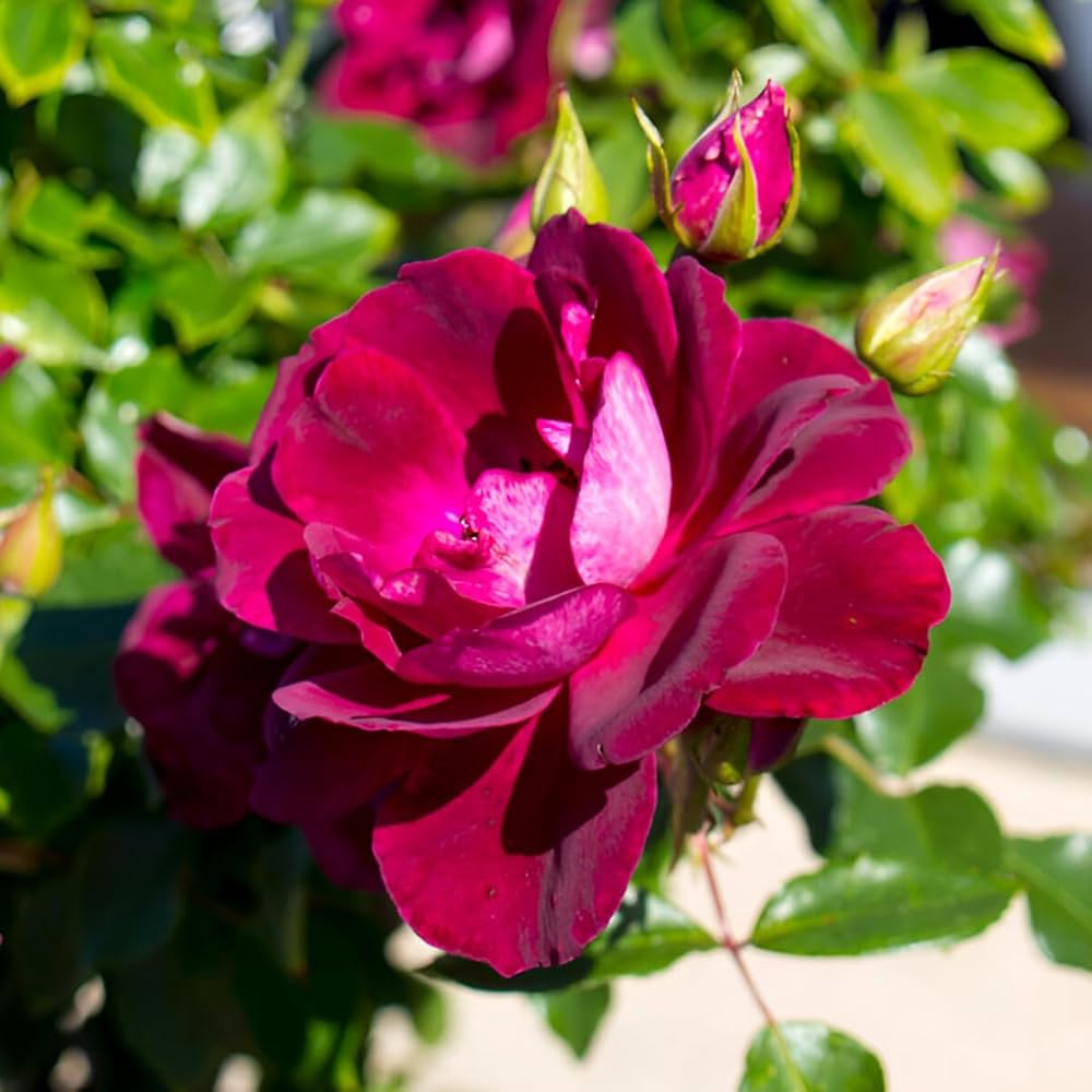 Maroon Climbing Rose Flower seeds for Planting Sun Loving Heirloom & GMO Free Seeds for Home Garden 
 
 Sale