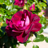 Maroon Climbing Rose Flower seeds for Planting Sun Loving Heirloom & GMO Free Seeds for Home Garden 
 
 Sale