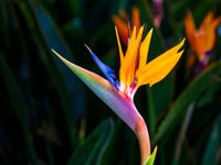 Strelitzia Flower seeds for Planting Drought Tolerant Heirloom & GMO Free Seeds for Home Garden 
 
 Sale