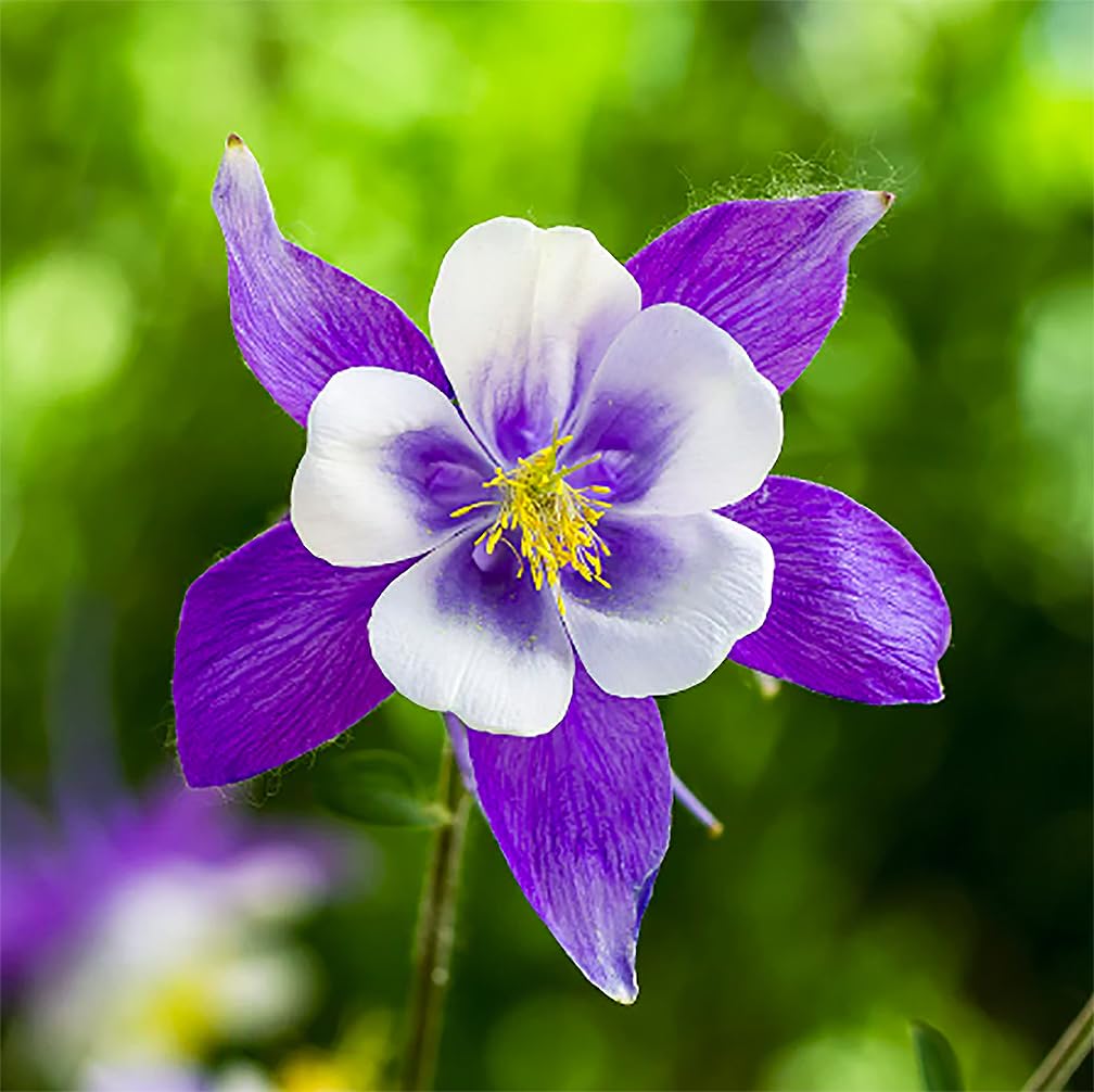 Colorado Flower seeds for Planting - Compact Growth, Heirloom & GMO Free Seeds for Home Garden