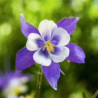 Colorado Flower seeds for Planting - Compact Growth, Heirloom & GMO Free Seeds for Home Garden