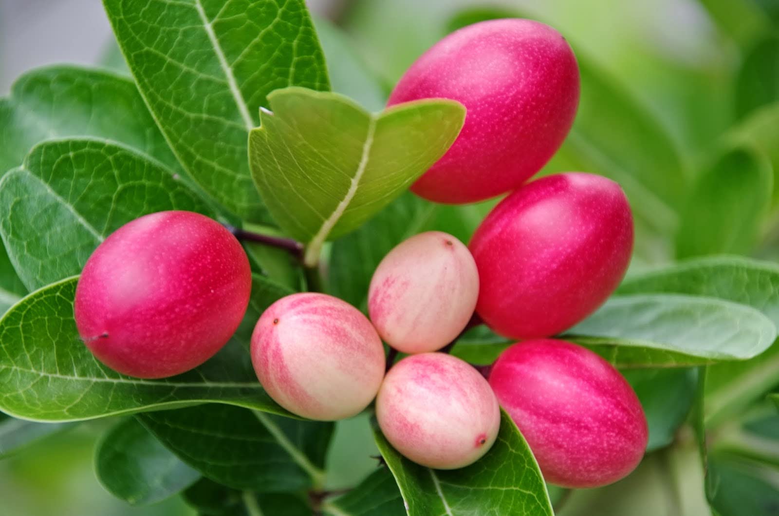 Planting Carissa Lime Berry Seeds  Unique Flavor for Your Garden