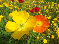 Meconopsis Cambrica Flower seeds for Planting Long Bloom Season Heirloom & GMO Free Seeds for Home Garden