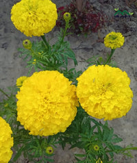 Yellow Maidenhair Flower Seeds for Planting Bright Blooms Heirloom & GMO Free Seeds for Home Garden
 
 Sale