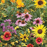 Low-Growing Wildflower Mix Seeds – Easy Germination with Fresh Aroma