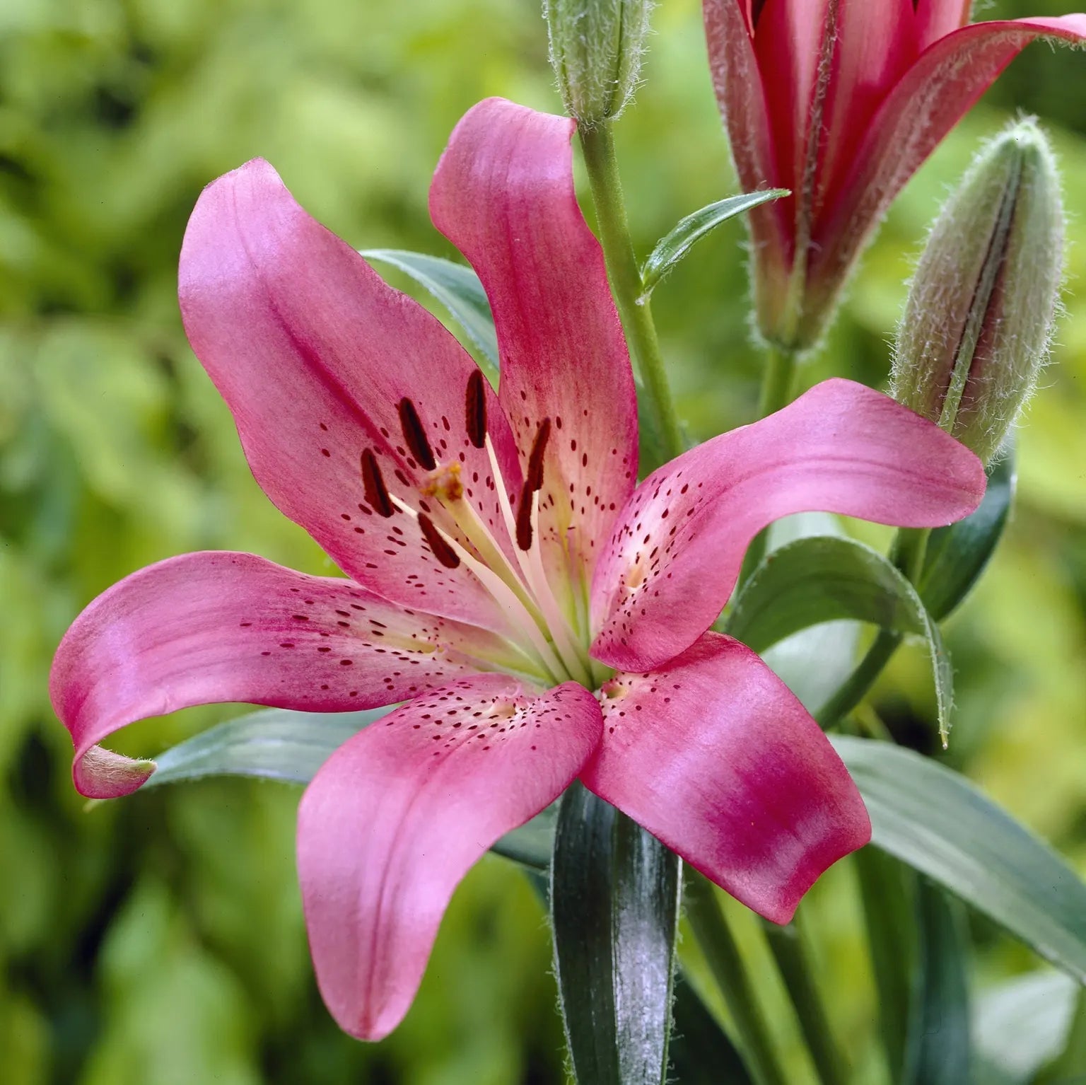 Pink Lilium Flower Seeds Cottage Garden Essential Heirloom & GMO Free Seeds for Home Garden
 
 Sale
