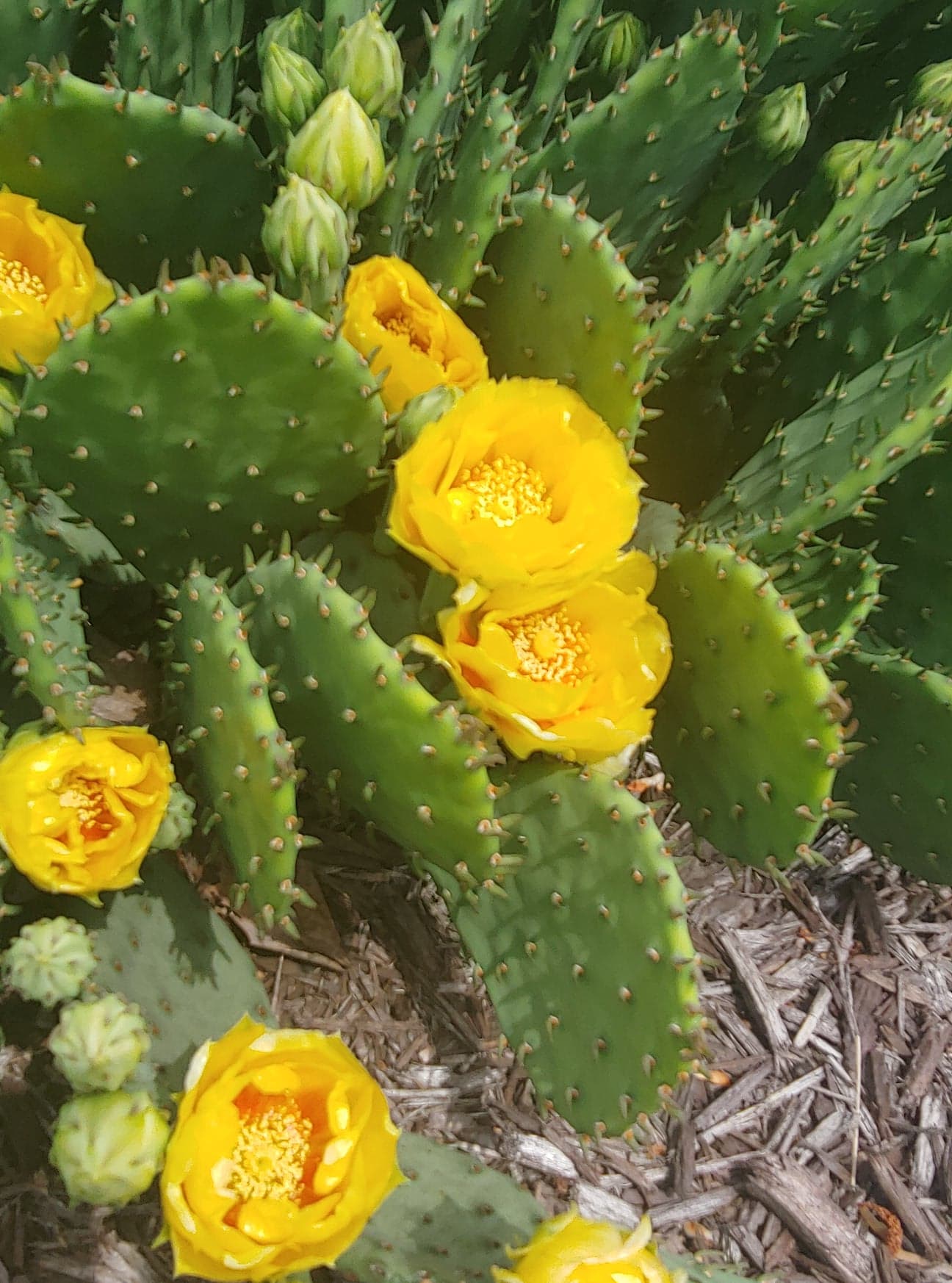 Yellow Opuntia Macrorhiza Planting Seeds