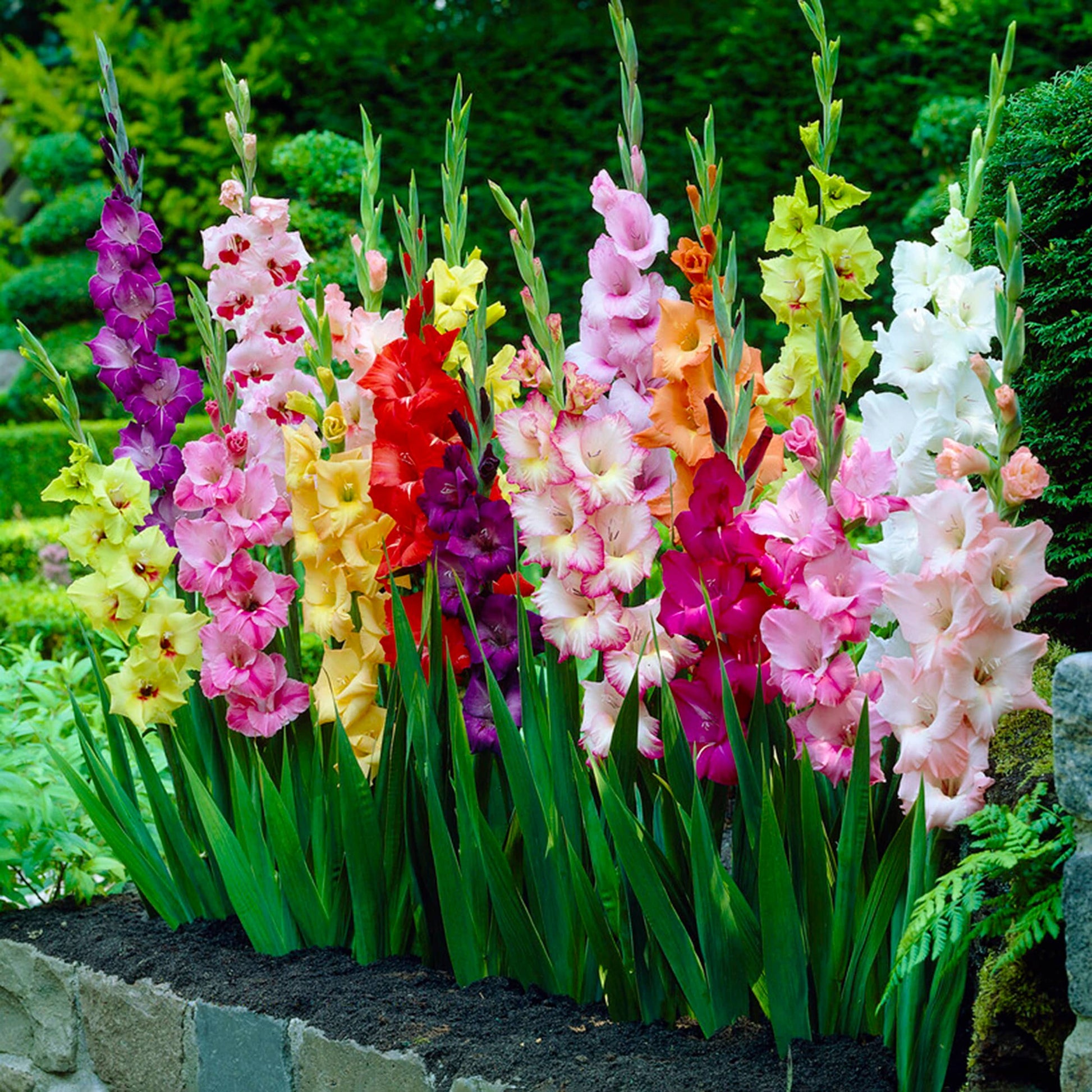 Gladiolus mic Flower Planting Seeds for Vibrant Garden Blooms