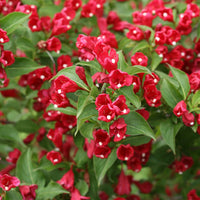 Red Weigela Flower seeds for Planting Cut Flower Favorite Heirloom & GMO Free Seeds for Home Garden