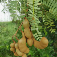 Tamarindo Seeds for Planting - Start Your Tamarind Tree Today