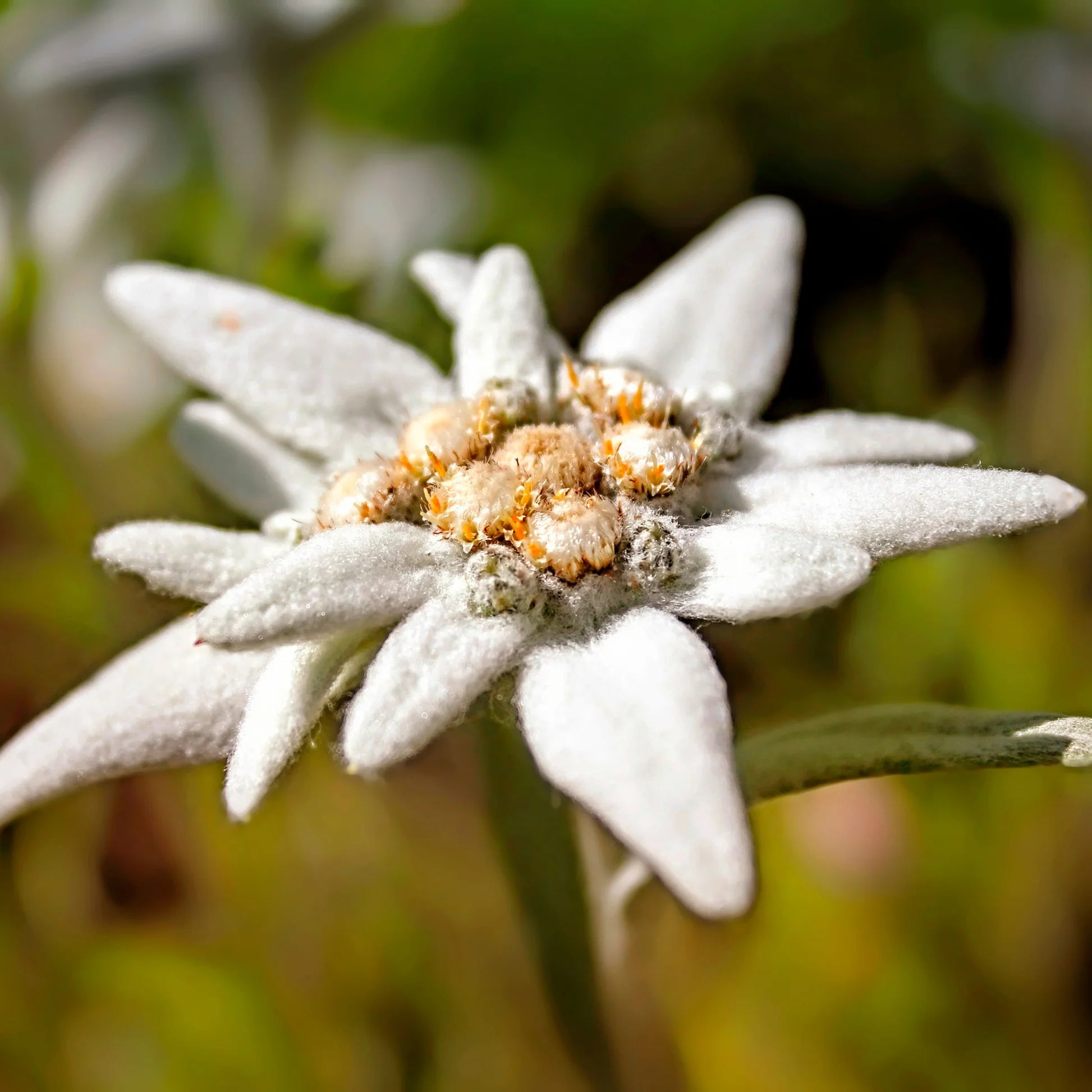 White Edelweiss Alpine Flower seeds for Planting Seasonal Bloomer Heirloom & GMO Free Seeds for Home Garden
 
 Sale