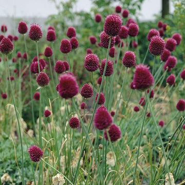 Sphaerocephalon Flower seeds for Planting - Sun Loving, Heirloom & GMO Free Seeds for Home Garden