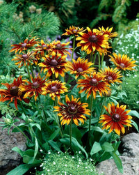 Mixed Rudbeckia Flower seeds for Planting - Compact Growth, Heirloom & GMO Free Seeds for Home Garden