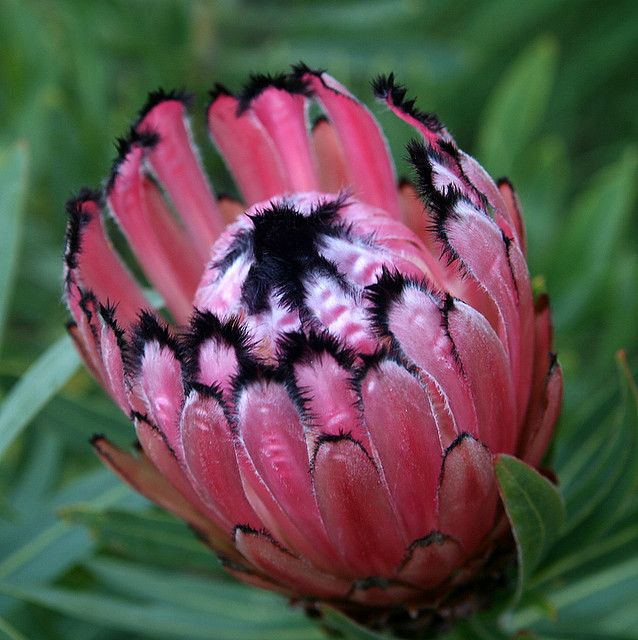 Pink Neriifolia Flower Seeds for Planting Hardy Variety Heirloom & GMO Free Seeds for Home Garden
 
 Sale