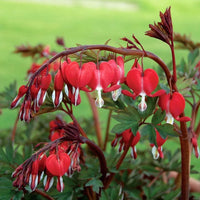 Heirloom Bleeding Hearts Flower seeds for Planting Drought Tolerant Heirloom & GMO Free Seeds for Home Garden