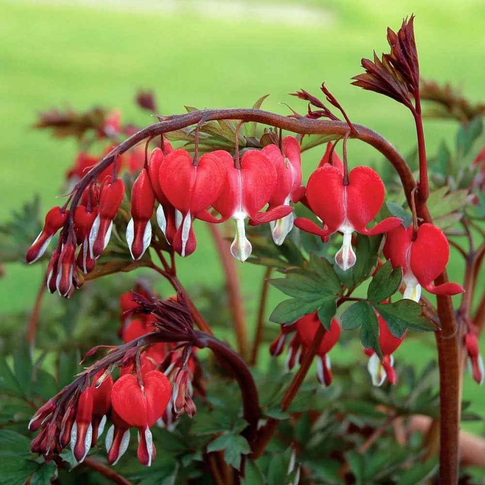 Heirloom Heart Flower seeds for Planting Cut Flower Favorite Heirloom & GMO Free Seeds for Home Garden