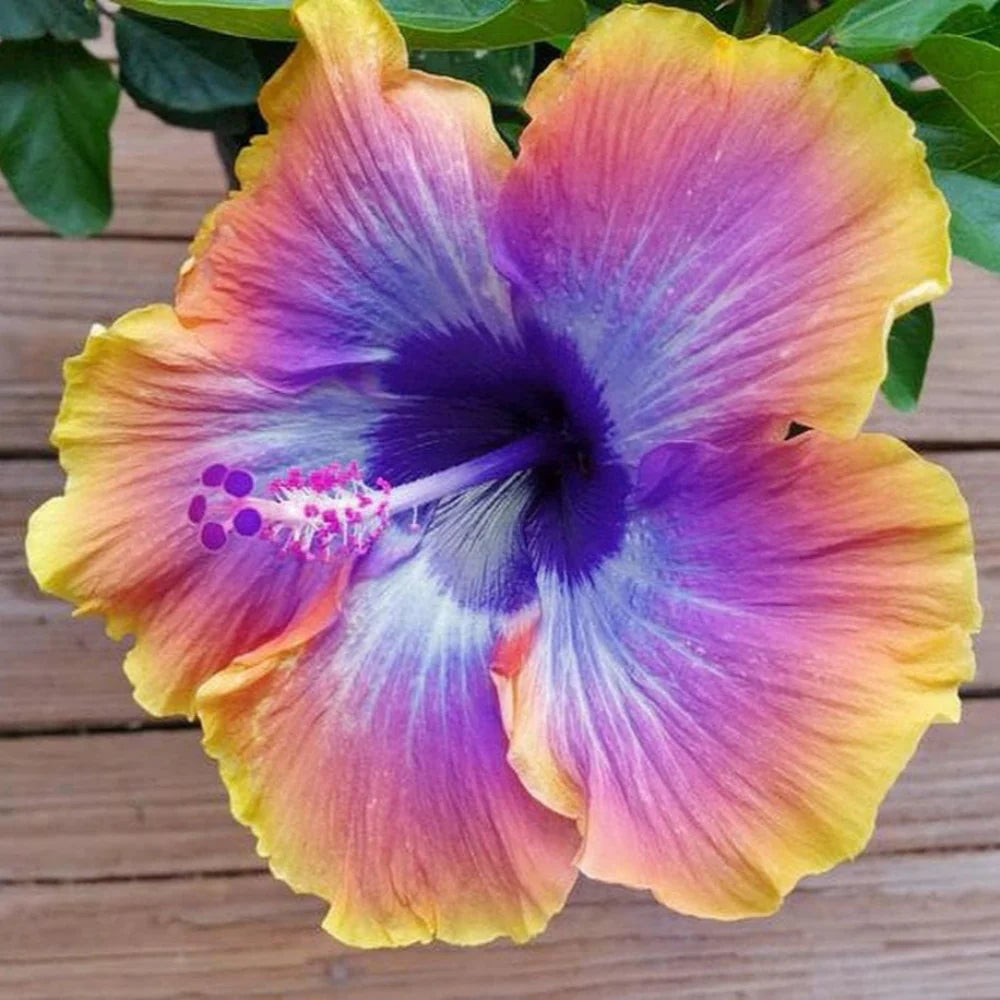 Purple Orange Hibiscus Flower seeds for Planting - Sun Loving, Heirloom & GMO Free Seeds for Home Garden