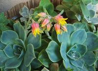 Sky Blue Echeveria Purpusorum Flower seeds for Planting - Seasonal Bloomer, Heirloom & GMO Free Seeds for Home Garden