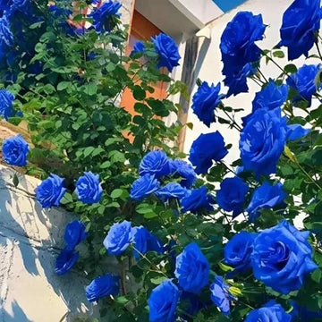 Blue Rose Tree Flower Seeds for Planting Long Bloom Season Heirloom & GMO Free Seeds for Home Garden
 
 Sale