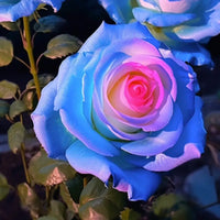 Pink and Blue Rose Flower seeds for Planting - Perfect for Borders, Heirloom & GMO Free Seeds for Home Garden