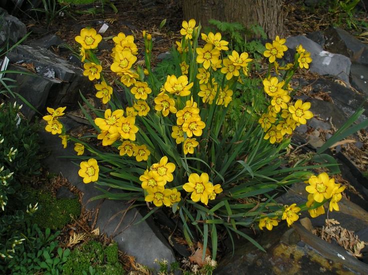 Macrocarpum Flower seeds for Planting - Premium Quality, Heirloom & GMO Free Seeds for Home Garden