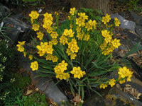 Macrocarpum Flower seeds for Planting - Premium Quality, Heirloom & GMO Free Seeds for Home Garden