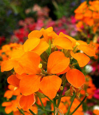 Orange Erysimum Aliionii Flower seeds for Planting - Premium Quality, Heirloom & GMO Free Seeds for Home Garden
