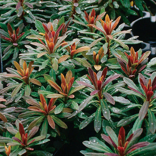 Euphorbia Amygdaloides Flower seeds for Planting - Easy to Grow, Heirloom & GMO Free Seeds for Home Garden
