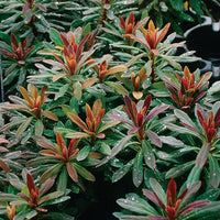Euphorbia Amygdaloides Flower seeds for Planting - Easy to Grow, Heirloom & GMO Free Seeds for Home Garden