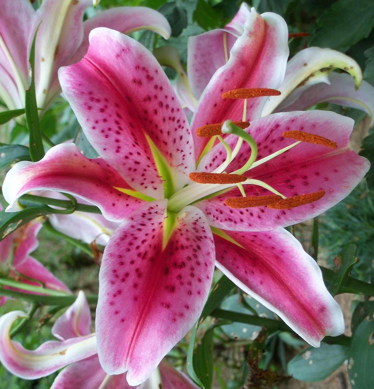Rare Lily Seeds, Bonsai Lily with Pleasant Fragrance for Home Garden