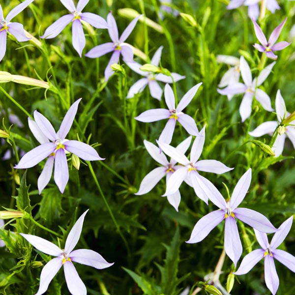 Laurentia Flower seeds for Planting - Fragrant Blossoms, Heirloom & GMO Free Seeds for Home Garden
 
 Sale seeds for home garden