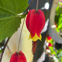 Yellow and Red Bellflower Seeds for Planting