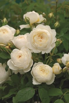 Cream Rose Flower seeds for Planting Garden Favorite Heirloom & GMO Free Seeds for Home Garden