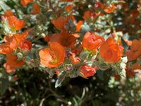 Globemallow Flower seeds for Planting Drought Tolerant Heirloom & GMO Free Seeds for Home Garden