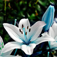 Blue White Lilium Flower seeds for Planting - Shade Tolerant, Heirloom & GMO Free Seeds for Home Garden
 
 Sale seeds for planting in home garden